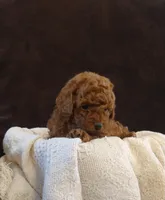 Archie, a male Poodle - Miniature  for sale in Denver, PA – Photo 8 of 8