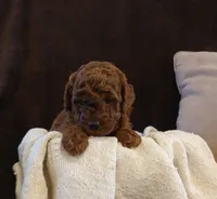 Mustang, a male Poodle - Miniature  for sale in Denver, PA – Photo 4 of 5