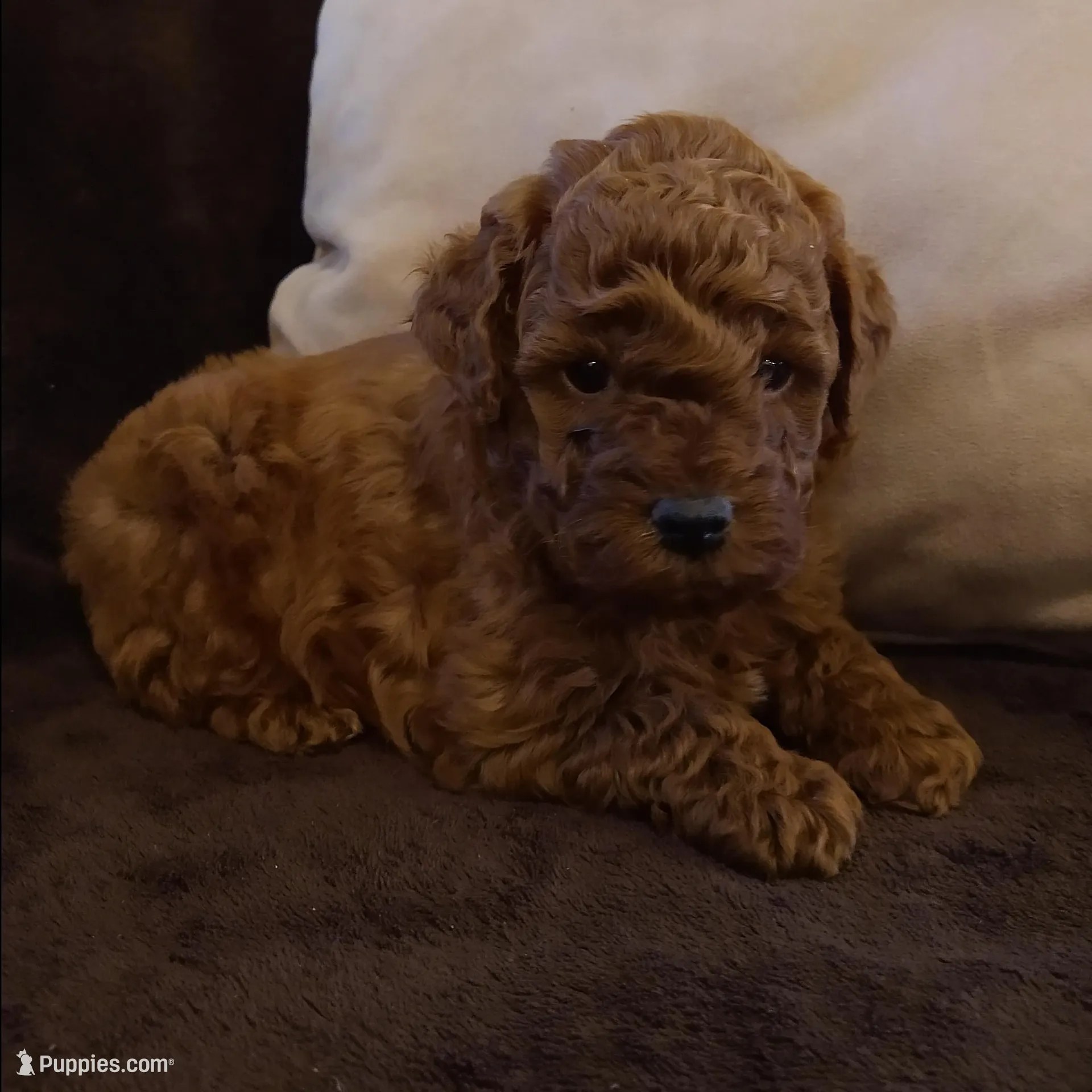 Mustang, a male Poodle - Miniature  for sale in Denver, PA – Photo 5 of 5