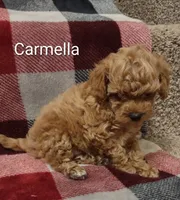 Carmella, a female Poodle - Toy  for sale in Denver, PA – 6 of 7
