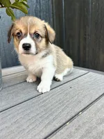 Muffin, a female Pembroke Welsh Corgi for sale in Rock Valley, IA – 7 of 7