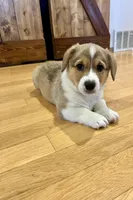 Milo, a male Pembroke Welsh Corgi for sale in Rock Valley, IA – Photo 4 of 4