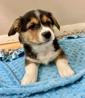 Ranger, a male Pembroke Welsh Corgi for sale in Rock Valley, IA – Photo 3 of 6