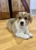 Milo, a male Pembroke Welsh Corgi for sale in Rock Valley, IA – Photo 2 of 4