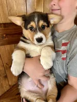 Ranger, a male Pembroke Welsh Corgi for sale in Rock Valley, IA – Photo 1 of 6