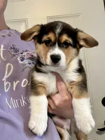 Ranger, a male Pembroke Welsh Corgi for sale in Rock Valley, IA – Photo 6 of 6