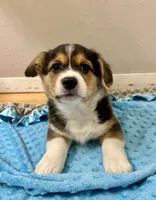 Ranger, a male Pembroke Welsh Corgi for sale in Rock Valley, IA – Photo 4 of 6