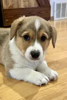 Milo, a male Pembroke Welsh Corgi for sale in Rock Valley, IA – Photo 1 of 4