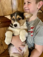 Ranger, a male Pembroke Welsh Corgi for sale in Rock Valley, IA – Photo 2 of 6