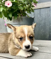 Milo, a male Pembroke Welsh Corgi for sale in Rock Valley, IA – 3 of 6