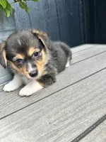 Molly, a female Pembroke Welsh Corgi for sale in Rock Valley, IA – 5 of 6