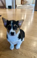 Max, a male Pembroke Welsh Corgi for sale in Rock Valley, IA – 2 of 3