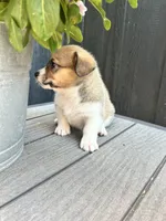 Muffin, a female Pembroke Welsh Corgi for sale in Rock Valley, IA – 5 of 7