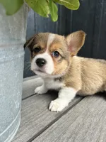 Mabel, a female Pembroke Welsh Corgi for sale in Rock Valley, IA – 3 of 4