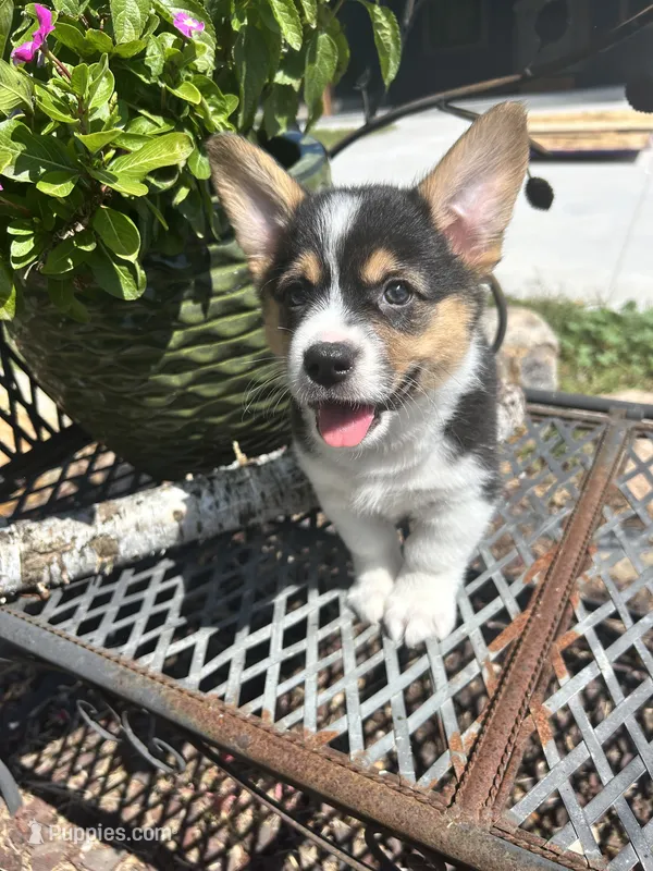 Max – Pembroke Welsh Corgi puppy for sale in Rock Valley, IA
