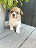 Muffin, a female Pembroke Welsh Corgi for sale in Rock Valley, IA – 2 of 7