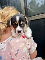 Max, a male Pembroke Welsh Corgi for sale in Rock Valley, IA – 1 of 5