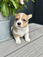 Milo, a male Pembroke Welsh Corgi for sale in Rock Valley, IA – 2 of 6