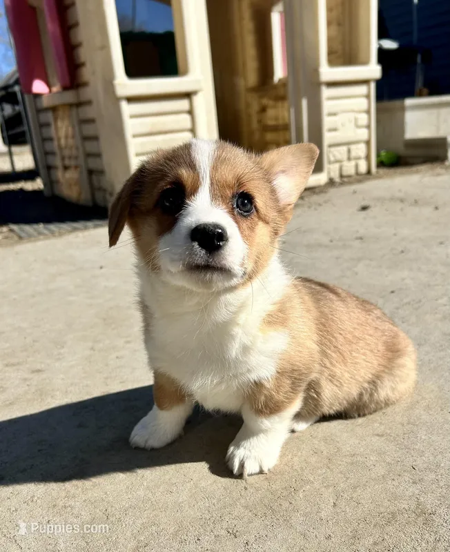 Dottie, a female Pembroke Welsh Corgi for sale in Rock Valley, IA – Photo 1 of 9
