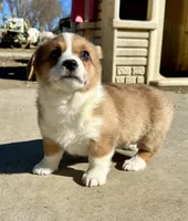 Dottie, a female Pembroke Welsh Corgi for sale in Rock Valley, IA – Photo 2 of 9
