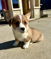Dottie, a female Pembroke Welsh Corgi for sale in Rock Valley, IA – Photo 9 of 9