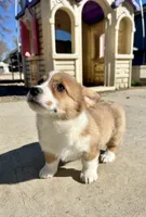 Dottie, a female Pembroke Welsh Corgi for sale in Rock Valley, IA – Photo 7 of 9