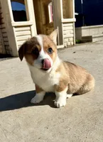 Dottie, a female Pembroke Welsh Corgi for sale in Rock Valley, IA – Photo 6 of 9