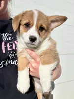Dottie, a female Pembroke Welsh Corgi for sale in Rock Valley, IA – Photo 4 of 9