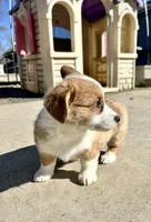 Dottie, a female Pembroke Welsh Corgi for sale in Rock Valley, IA – Photo 8 of 9