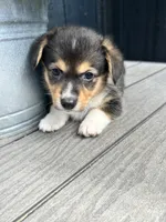Molly, a female Pembroke Welsh Corgi for sale in Rock Valley, IA – 2 of 6
