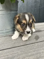 Maggie, a female Pembroke Welsh Corgi for sale in Rock Valley, IA – 3 of 4