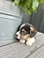 Max, a male Pembroke Welsh Corgi for sale in Rock Valley, IA – 3 of 5