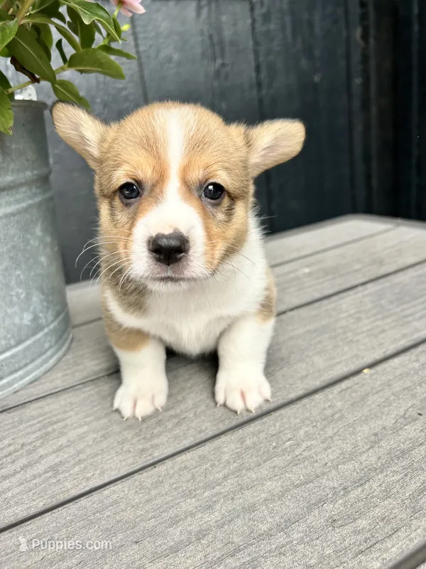 Milo – Pembroke Welsh Corgi puppy for sale in Rock Valley, IA