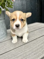 Milo, a male Pembroke Welsh Corgi for sale in Rock Valley, IA – 1 of 6