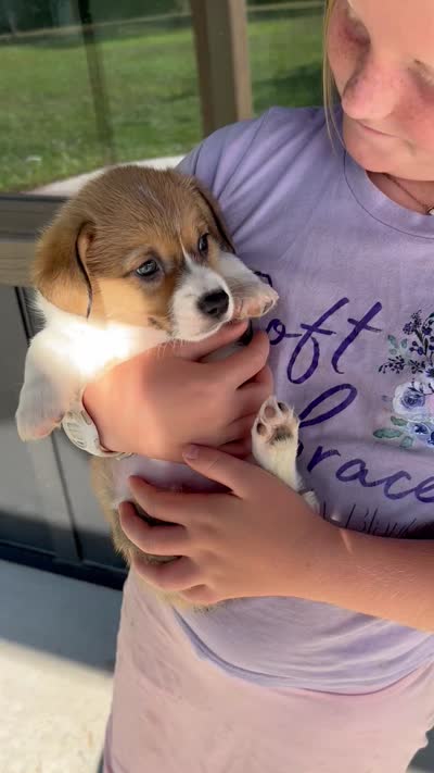 Muffin, a female Pembroke Welsh Corgi for sale in Rock Valley, IA – 4 of 4
