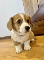 Harvey, a male Pembroke Welsh Corgi for sale in Rock Valley, IA – Photo 3 of 4