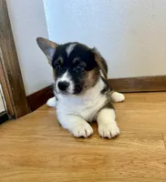 Billy, a male Pembroke Welsh Corgi for sale in Rock Valley, IA – Photo 2 of 5