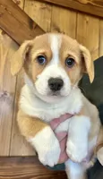 Harvey, a male Pembroke Welsh Corgi for sale in Rock Valley, IA – Photo 4 of 4