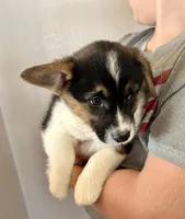 Billy, a male Pembroke Welsh Corgi for sale in Rock Valley, IA – Photo 3 of 5