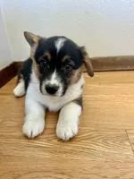 Billy, a male Pembroke Welsh Corgi for sale in Rock Valley, IA – Photo 5 of 5
