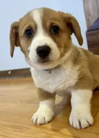 Harvey, a male Pembroke Welsh Corgi for sale in Rock Valley, IA – Photo 1 of 4