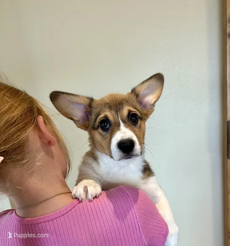 Muffin – Pembroke Welsh Corgi puppy for sale in Rock Valley, IA