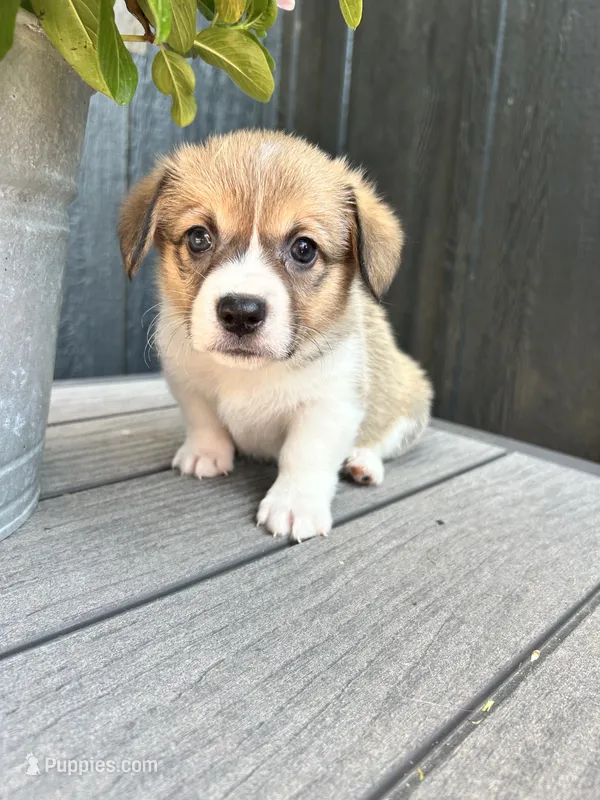 Muffin – Pembroke Welsh Corgi puppy for sale in Rock Valley, IA