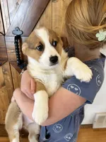 Drew, a male Pembroke Welsh Corgi for sale in Rock Valley, IA – Photo 3 of 3