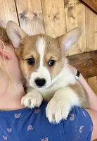 Max, a male Pembroke Welsh Corgi for sale in Rock Valley, IA – Photo 5 of 6