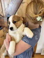 Drew, a male Pembroke Welsh Corgi for sale in Rock Valley, IA – Photo 2 of 3