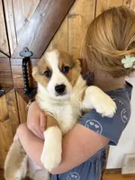 Drew, a male Pembroke Welsh Corgi for sale in Rock Valley, IA – Photo 1 of 3