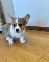 Max, a male Pembroke Welsh Corgi for sale in Rock Valley, IA – Photo 4 of 6