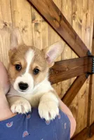 Max, a male Pembroke Welsh Corgi for sale in Rock Valley, IA – Photo 1 of 6