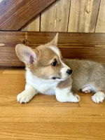 Max, a male Pembroke Welsh Corgi for sale in Rock Valley, IA – Photo 6 of 6
